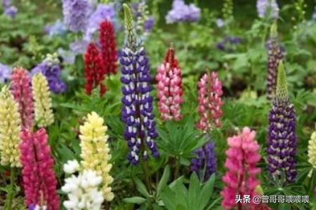 鲜花店里常见的鲜花有哪些（鲜花店里的花的名称和图片）