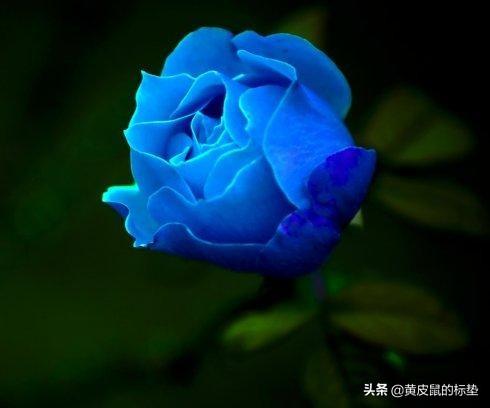 男人送女人蓝玫瑰的花语（送男生蓝玫瑰花语）