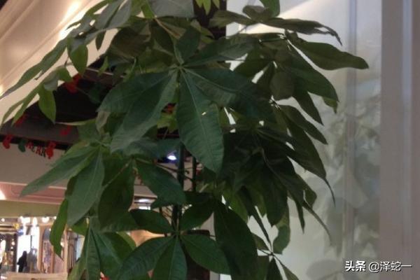 发财树要怎么养才旺盛