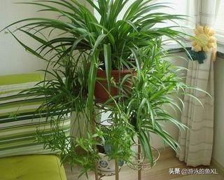 吊兰如何养得又绿又壮（吊兰如何养得又绿又壮呢）