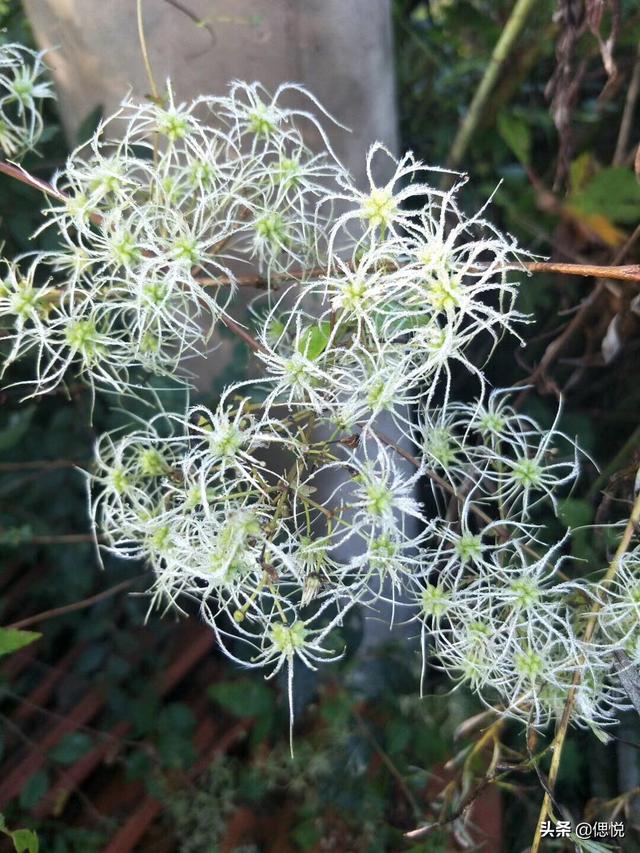 最美花朵图片（最美花朵图片 风景）