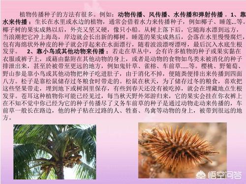 植物传播种子的方式多种多样
