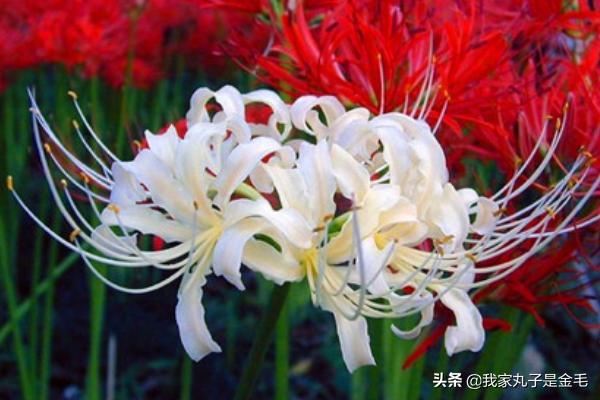 彼岸花寓意着什么意思（彼岸花寓意花语）