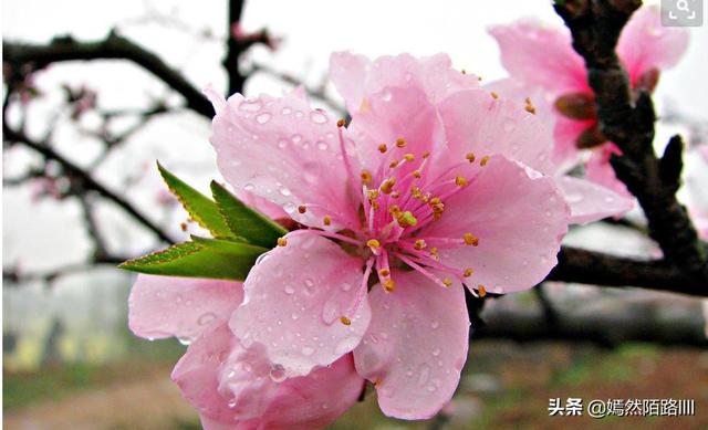 桃花(桃花影院电视剧在线播放第8季)