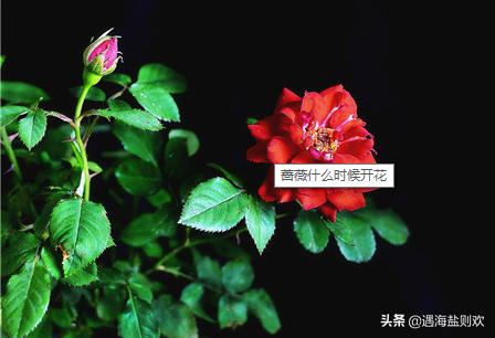 蔷薇花什么时候开花