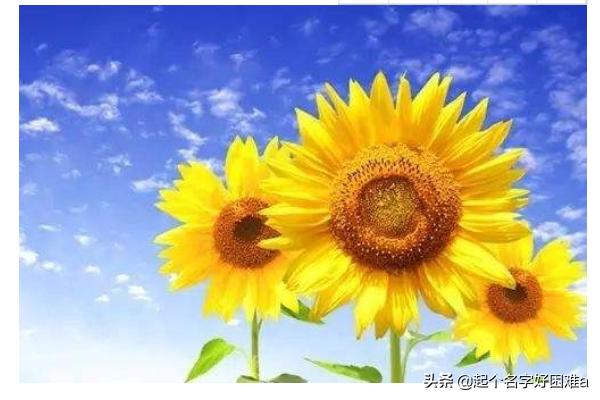 向日葵的花语和寓意朋友圈（向日葵花语朋友圈说）