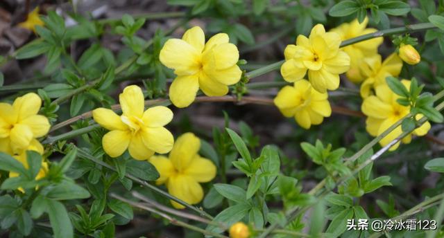 墓地种什么树最好（墓地种什么树最好,种什么位置）