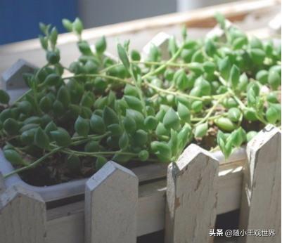 珍珠吊兰图片(珍珠吊兰寓意什么)