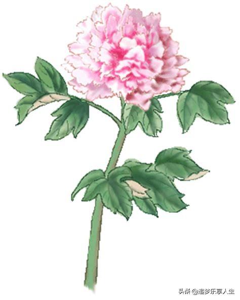 十大名花图片和名字（十大名花是哪十种）