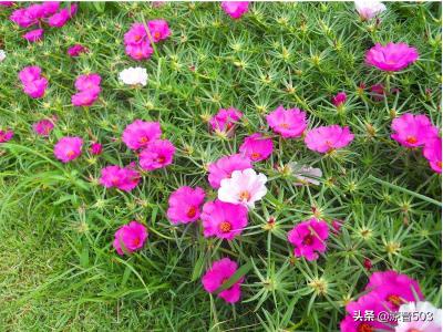 向日葵花束怎么养（买来的向日葵花束怎么养）