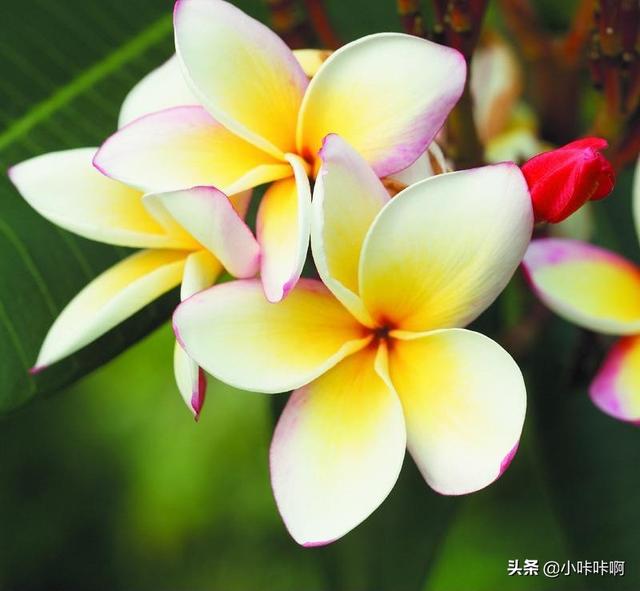 漂亮迷人鲜花（谁都没有防备,突如其来的四目相对）