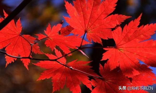 枫树的叶子像什么（远远望去枫树的叶子像什么）