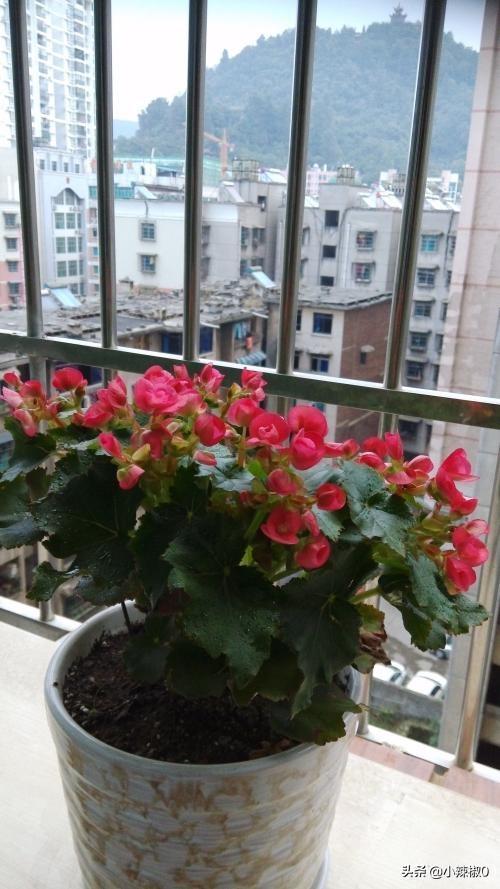 玻璃翠的养殖方法和注意事项