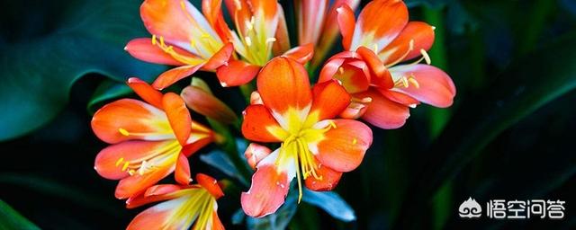 君子兰用什么肥料最好最旺（君子兰用什么施肥最好）