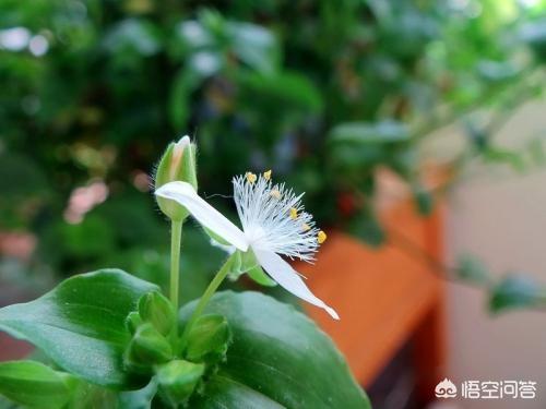 绿萝怎么样才能更旺盛(绿萝怎样才能绿)