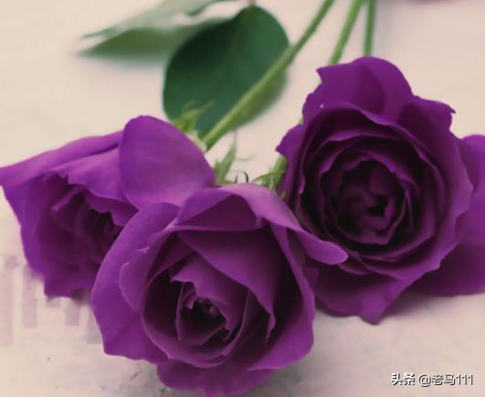 紫玫瑰花的花语（十一朵玫瑰花的花语）