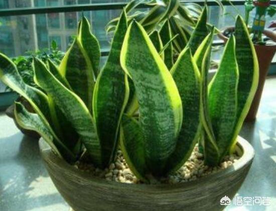 虎皮兰的扦插方法（虎皮兰的扦插方法视频）