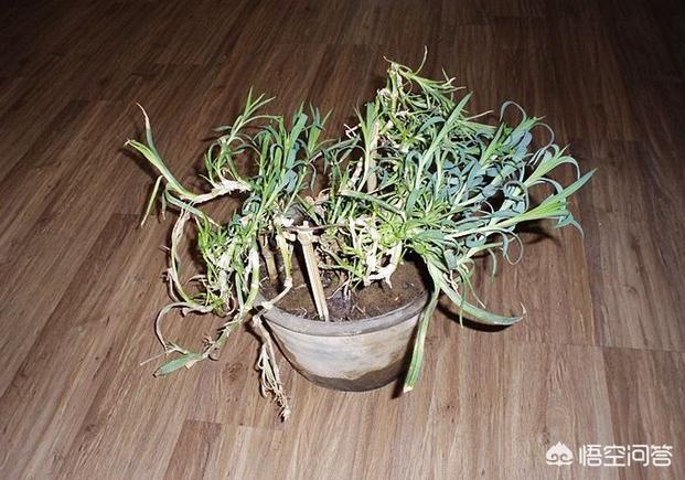 康乃馨可以扦插繁殖吗(一般人家里为什么不养康乃馨)