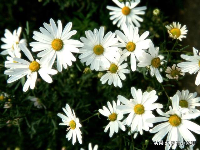 小雏菊的花语是什么意思(小雏菊的花语是啥)