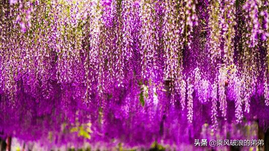 有象征意义的花(有象征意义的花卉)