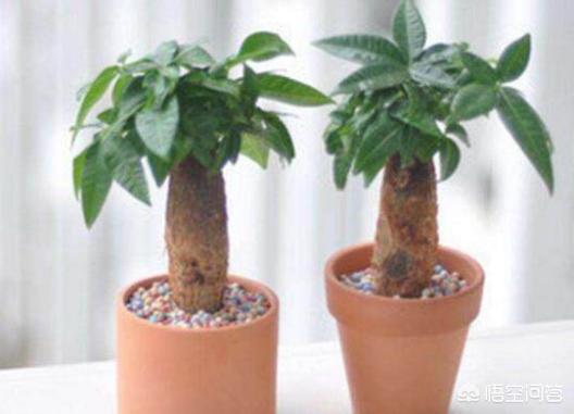 发财树的养殖方法技巧(发财树的养殖方法技巧视频)