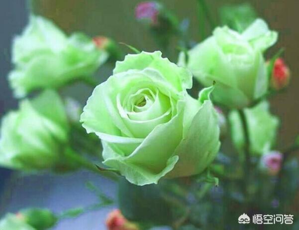 玫瑰价格多少钱一只(玫瑰卖多少钱一只)