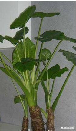 花卉图片网（花卉图片大图）