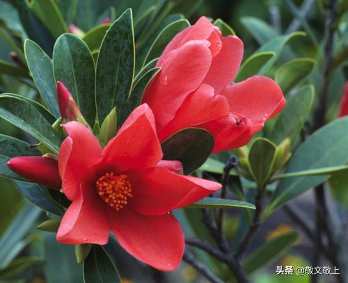 四季杜鹃花的养殖方法和注意事项