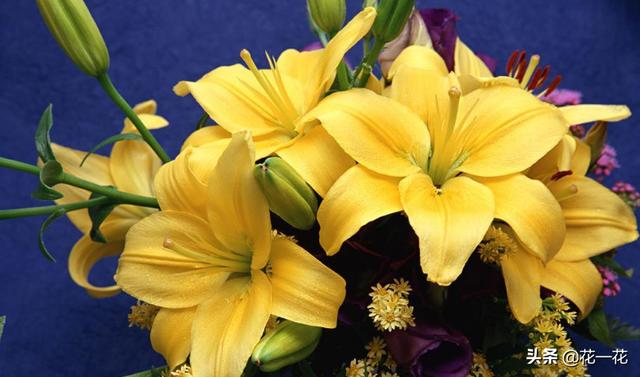 世界上所有花的图片和花名（世界上全部的花的图片和花名）