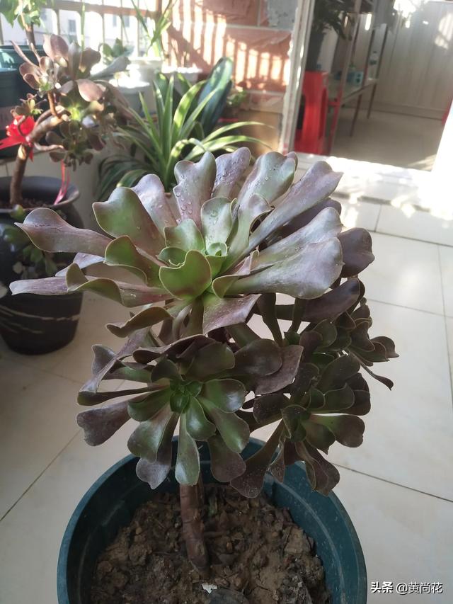 12种花代表人的性格（各种花代表的性格）