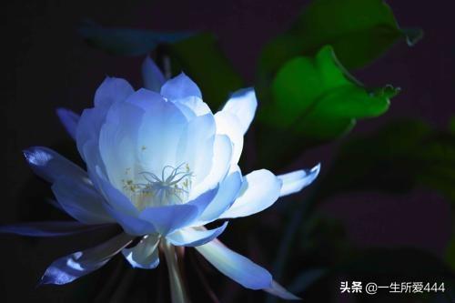 月下美人是什么花(月下美人指什么花)