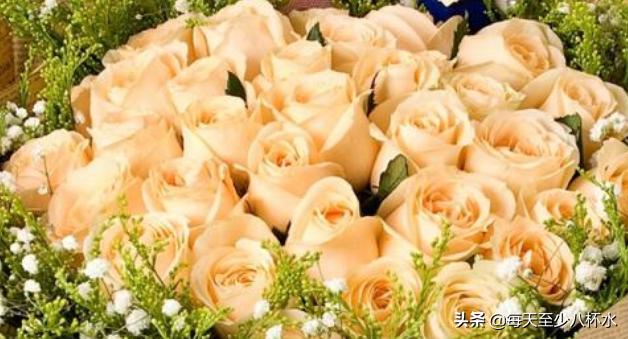 香槟玫瑰花语图片（香槟玫瑰花语百度百科）