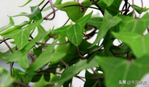 常春藤的养殖方法和注意事项