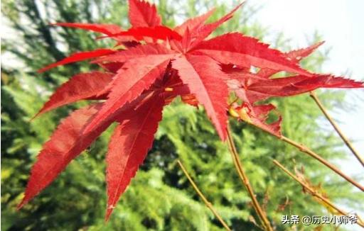 红枫树怎么种植(红枫树种植在院子什么地方好)