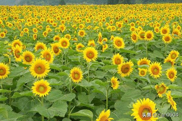 向日葵的花语和功效(向日葵的花语和功效是什么)