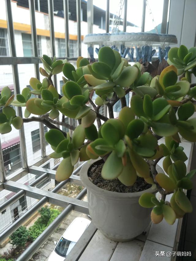 买花的好处(买花有什么好处)