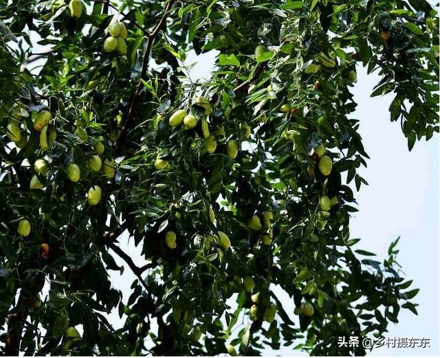 北方苗木基地（北方苗木市场）