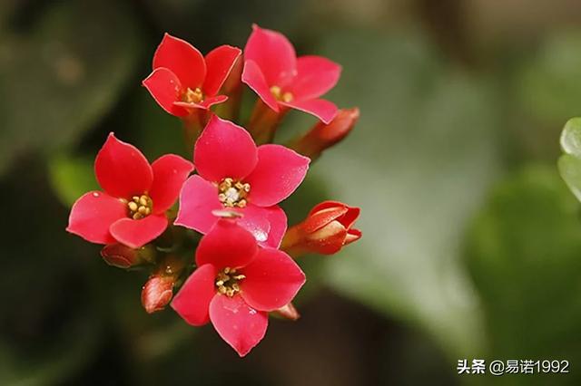 什么花适合放在卧室净化空气又好养