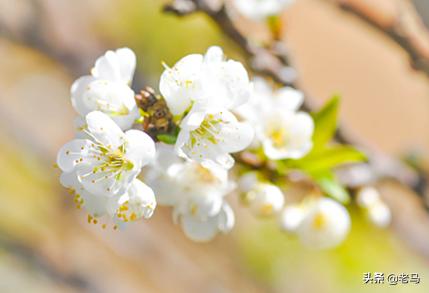 梅花的特点(梅花的特点和外形,颜色,气味描写)