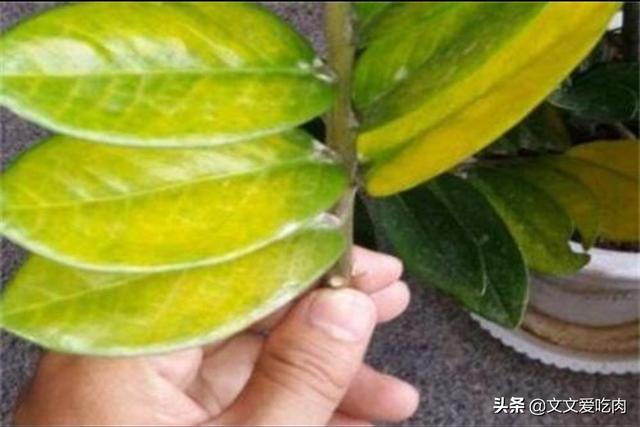 金钱树叶子发黄怎么办(我养的金钱树叶子发黄怎么办)