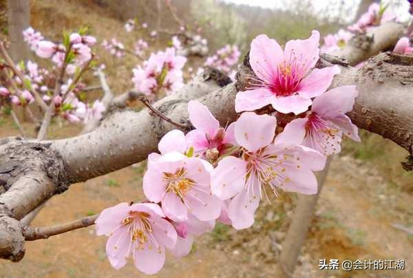 十二个月各开什么花