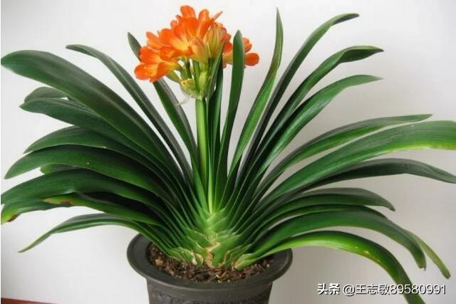 君子兰最好的肥料(君子兰最好的肥料黄豆水制作方法)