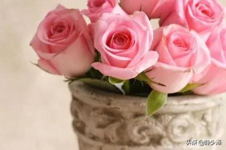 九朵红玫瑰花语是什么意思(九朵红玫瑰花语是什么意思啊)