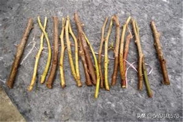 三角梅怎样扦插（三角梅扦插方法和最佳季节）