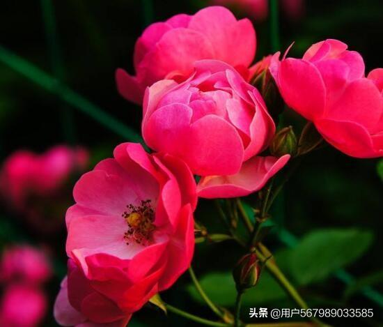 蔷薇花寓意（蔷薇花的寓意）