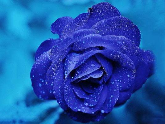 蓝色妖姬花的寓意及花语_蓝色妖姬花有什么寓意