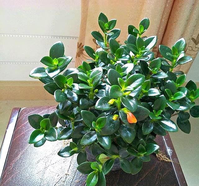 金鱼草花期在几月（金鱼草花期在几月份出现）