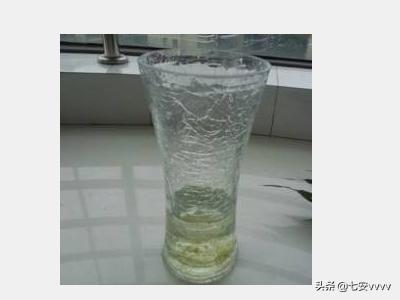 新买的富贵竹快速生根妙招_新栽的富贵竹怎么能生根