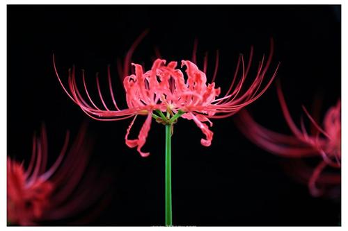 彼岸花的图片唯美图片 伤感_彼岸花的图片让我看看