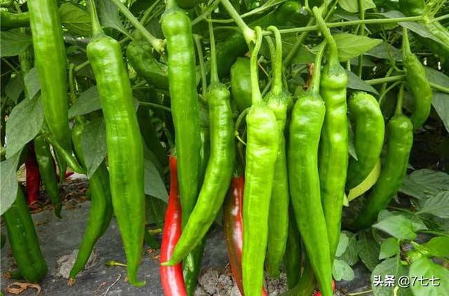 辣椒种子（辣椒种子图片）_辣椒种子大全图片